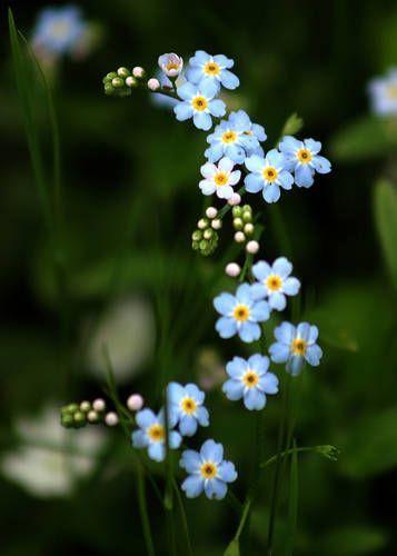 Whisper of Spring Meadow Embrace