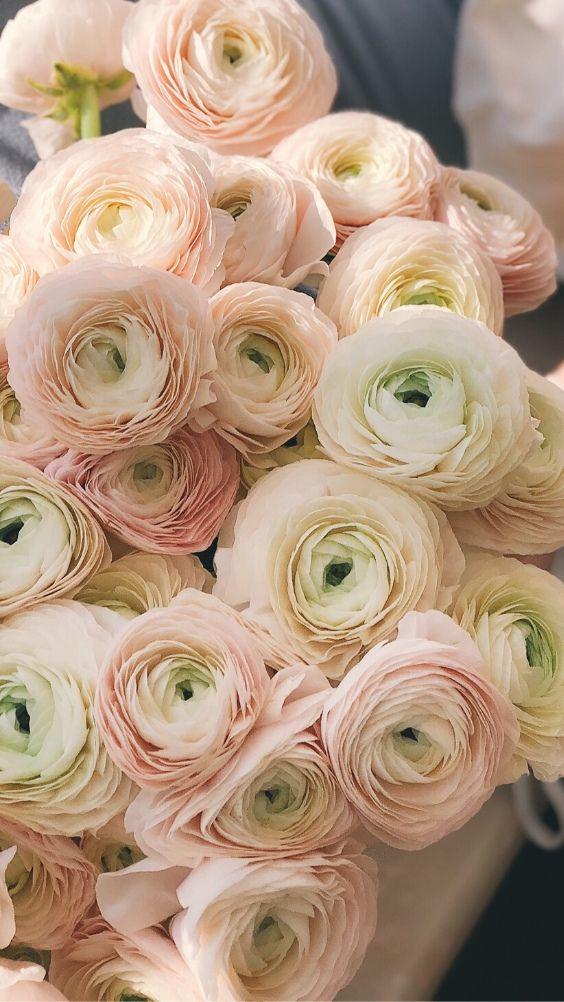 Eternal Elegance of Timeless Petals